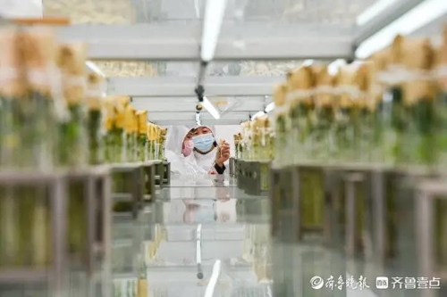 土豆高产种植技术_土豆高产种植技术与管理方法_土豆高产种植技术和管理