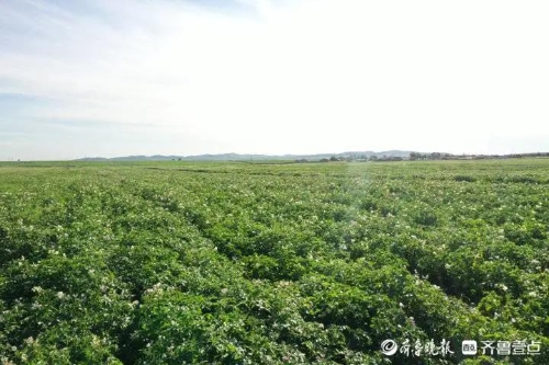 土豆高产种植技术与管理方法_土豆高产种植技术和管理_土豆高产种植技术