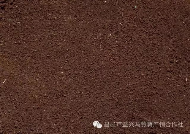 土豆高产种植技术_土豆高产种植技术全过程_土豆高产种植技术和管理