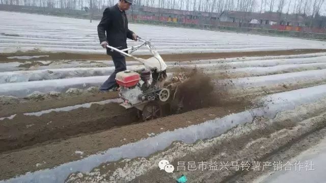 土豆高产种植技术全过程_土豆高产种植技术_土豆高产种植技术和管理