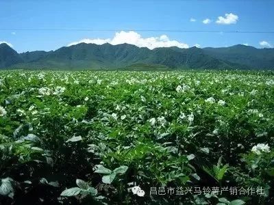 土豆高产种植技术_土豆高产种植技术和管理_土豆高产种植技术全过程