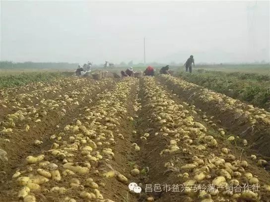土豆高产种植技术和管理_土豆高产种植技术_土豆高产种植技术全过程