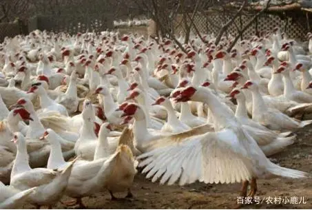 中央台致富节目有哪些_中央七台致富经种植_中央农业致富经视频