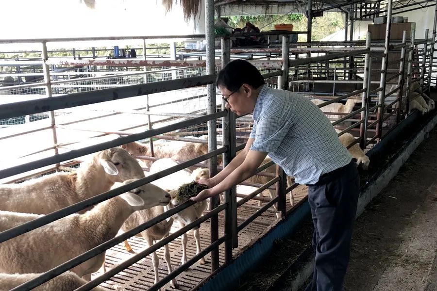 致富经水库养8万甲鱼不见了_cctv7 致富经甲鱼_致富经甲鱼养殖视频播放