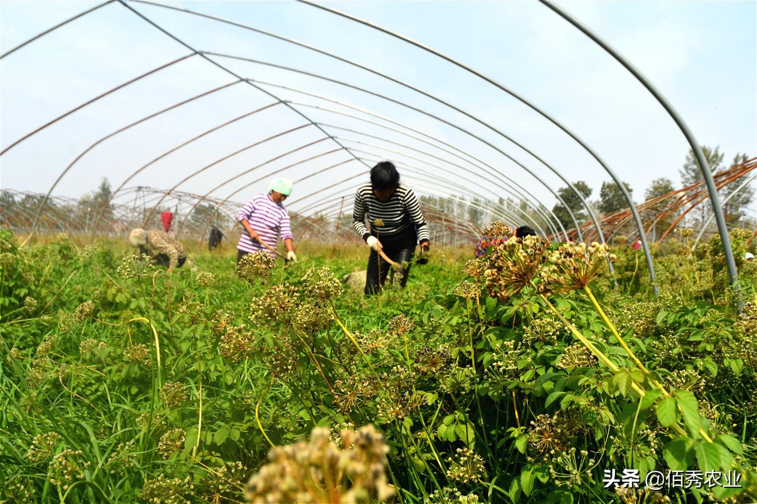 致富馒头种植项目有哪些_馒头种植致富项目_致富经馒头