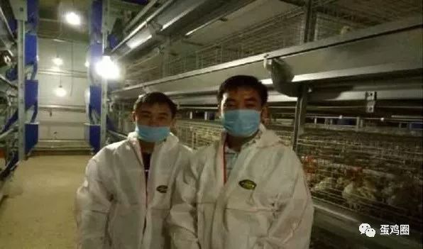 致富经蛋鸡养殖视频_养殖蛋鸡赚钱吗_蛋鸡养殖创业致富