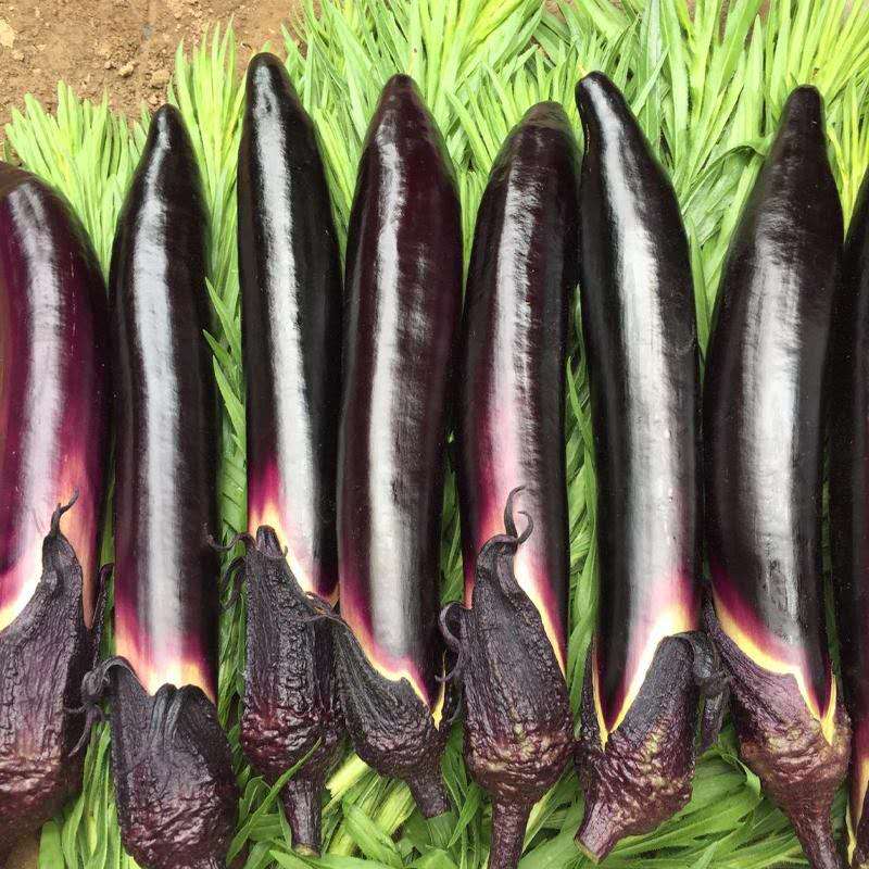 山东寿光茄子苗_寿光茄子育苗基地_寿光种植茄子致富