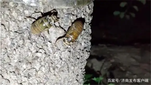 养梅花鹿致富经_养殖梅花鹿真的赚钱吗_致富经梅花鹿养殖视频