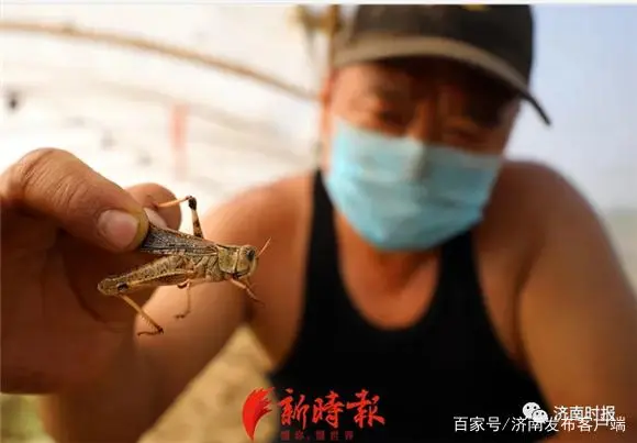 养殖梅花鹿真的赚钱吗_养梅花鹿致富经_致富经梅花鹿养殖视频