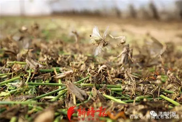 养殖梅花鹿真的赚钱吗_养梅花鹿致富经_致富经梅花鹿养殖视频