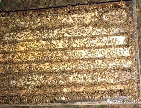 蜂的养殖教程视频_中华蜂养殖技术 视频_养蜂养殖技术视频播放
