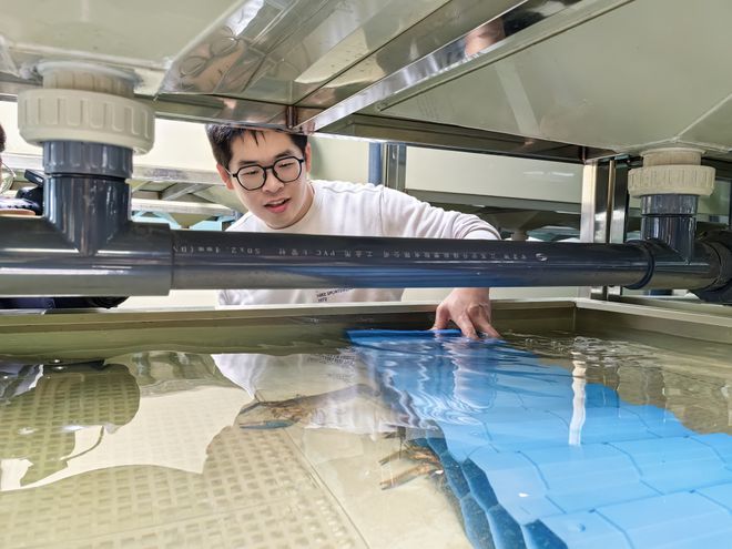 最贵的淡水虾养殖技术_淡水虾养殖技术教学视频_淡水养虾技术视频
