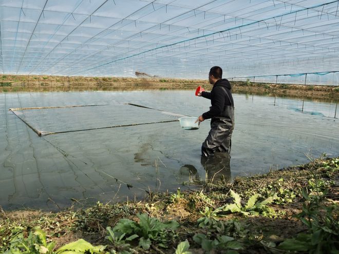 淡水养虾技术视频_淡水虾养殖技术教学视频_最贵的淡水虾养殖技术