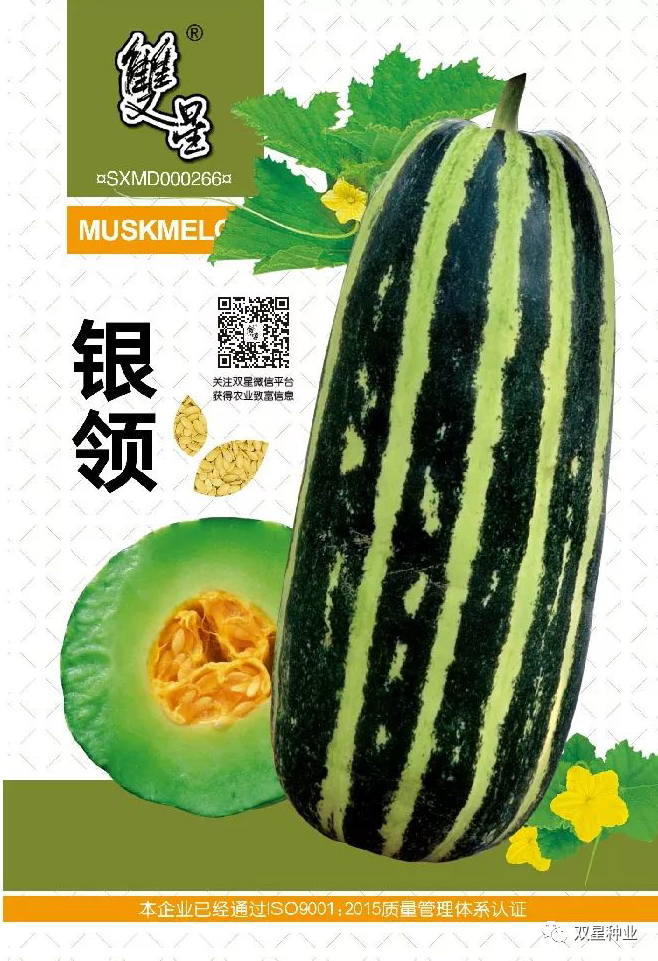 露地爬满香瓜种植技术_露天香瓜种植技术与管理法视频_香瓜露天种植时间和方法