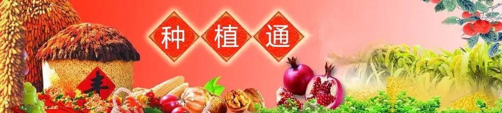 露地甜瓜种植技术