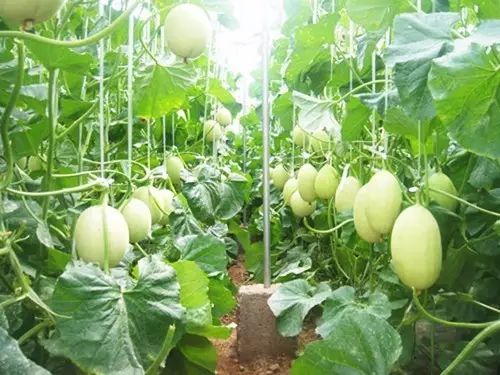 香瓜露天栽培技术_露地爬满香瓜种植技术_香瓜露天种植时间和方法