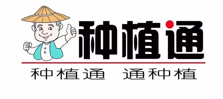 露地爬满香瓜种植技术_香瓜露天种植时间和方法_香瓜露天栽培技术