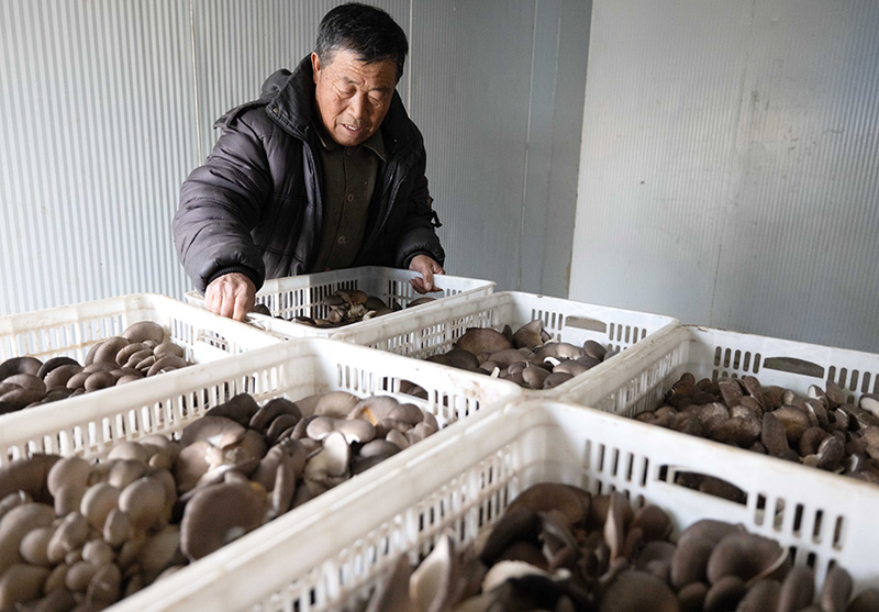 大棚种植致富图片_致富经大棚种植致富经2020_致富经大棚养猪