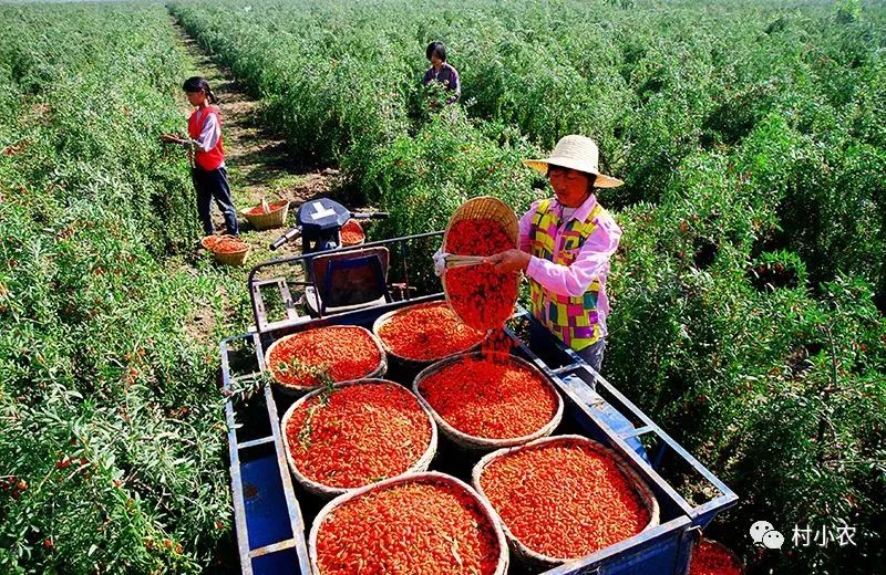 山上种植致富经_大山种出致富草_致富种植山上的果子