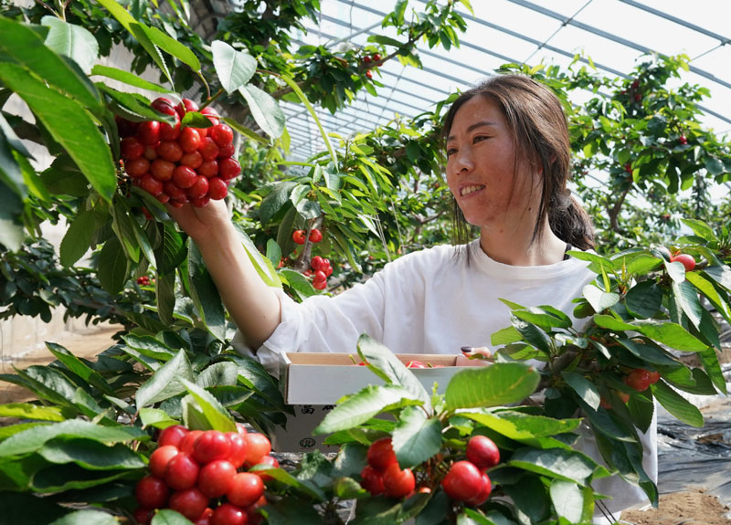 致富经大棚蔬菜_致富经大棚养猪_大棚种植致富图片