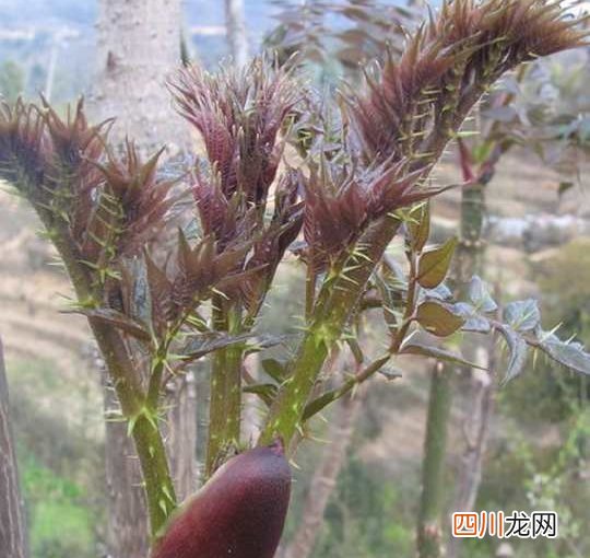 十个高收益种植项目 未来10大暴利种植