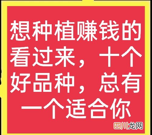 十个高收益种植项目 未来10大暴利种植