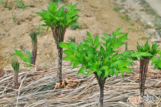 十个高收益种植项目 未来10大暴利种植