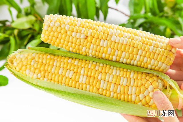 十个高收益种植项目 未来10大暴利种植