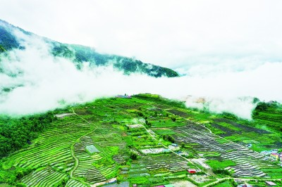 盆景葡萄种植视频_致富经盆栽葡萄技术视频_盆栽葡萄的种植技术视频
