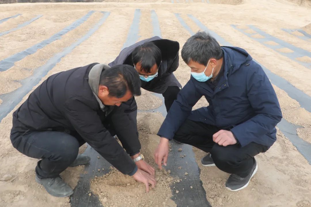 桑树养殖致富_桑树种植养殖视频_致富养殖桑树视频