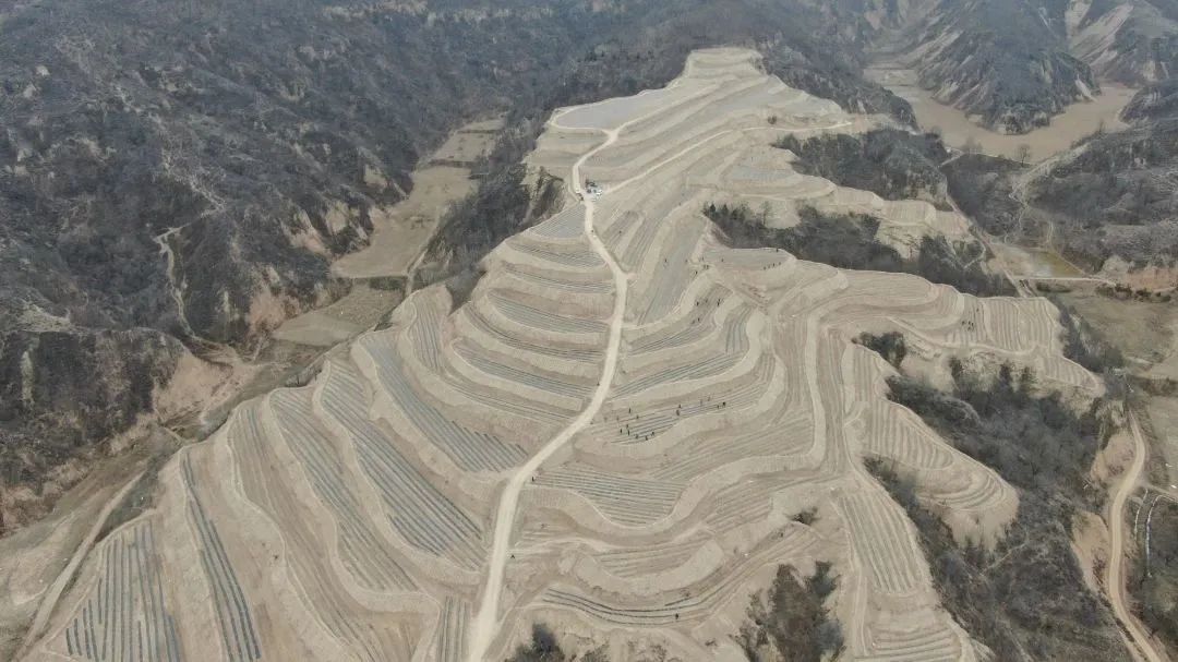 致富养殖桑树视频_桑树养殖致富_桑树种植养殖视频