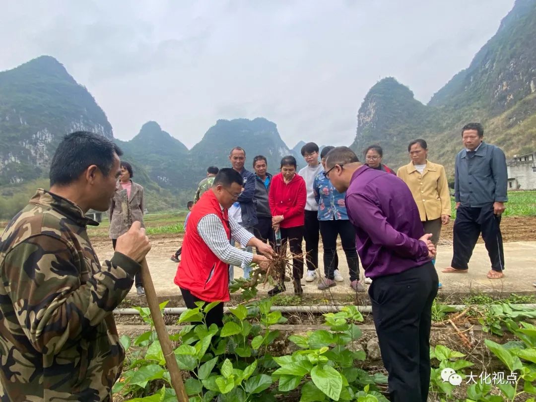 桑树养殖基地_桑树种植养殖视频_桑树养殖致富