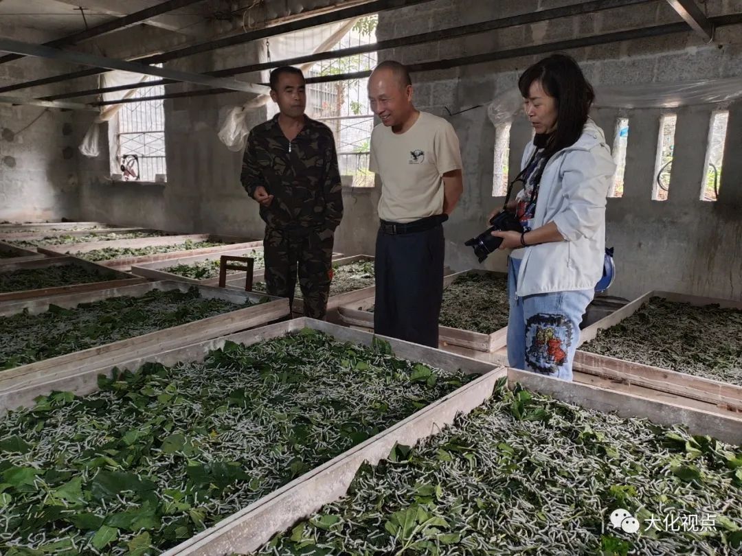 桑树种植养殖视频_桑树养殖基地_桑树养殖致富