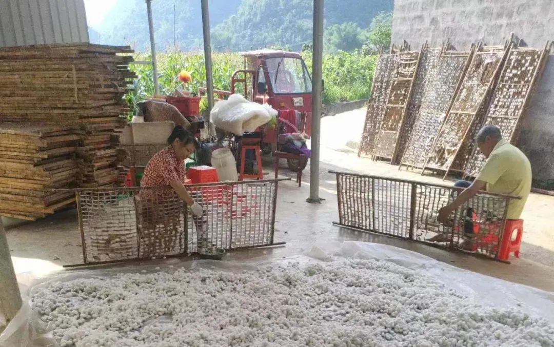 桑树养殖基地_桑树养殖致富_桑树种植养殖视频