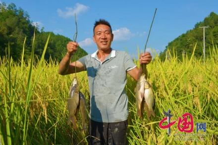 贵州黔东南：金秋台江 鱼肥稻香