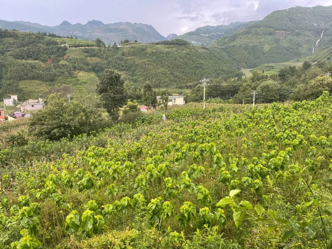 桑树养殖基地_桑树养殖致富_桑树种植养殖视频