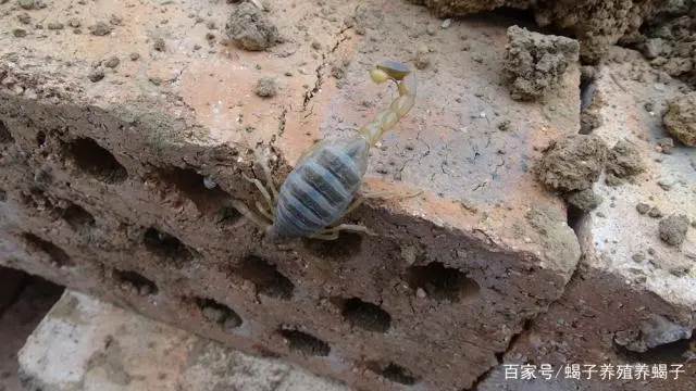 蝎子养殖论坛技术网站_蝎子养殖技术门户论坛_蝎子养殖技术网