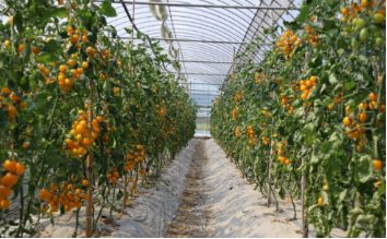 以色列种植技术_以色列农业种植_以色列种植致富