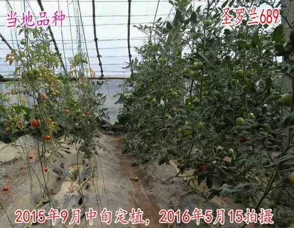 以色列农业种植_以色列种植致富_以色列种植技术