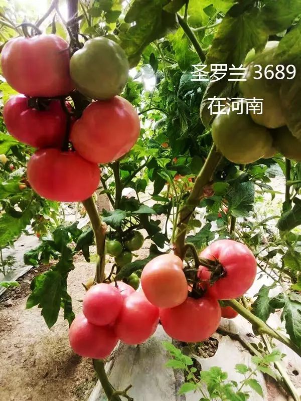 以色列农业种植_以色列种植技术_以色列种植致富