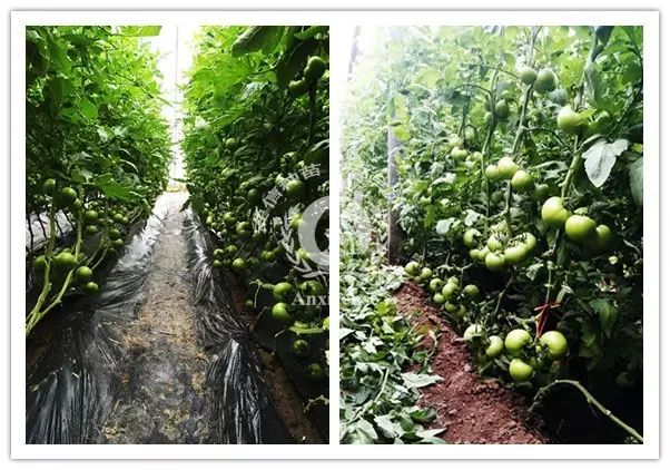 以色列种植技术_以色列种植致富_以色列农业种植
