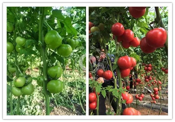 以色列农业种植_以色列种植技术_以色列种植致富