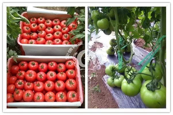 以色列种植致富_以色列种植技术_以色列农业种植