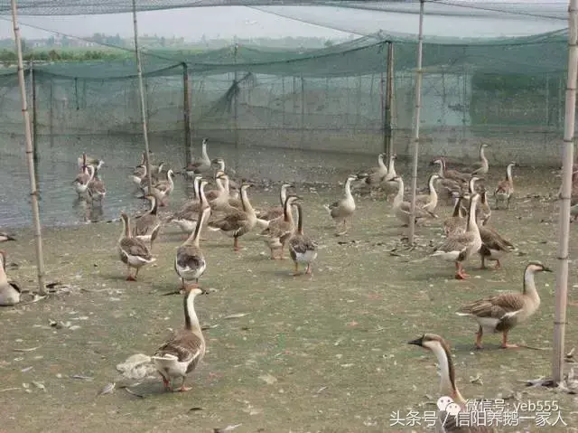 大雁鹅小鹅瘟与大肠杆菌病诊治