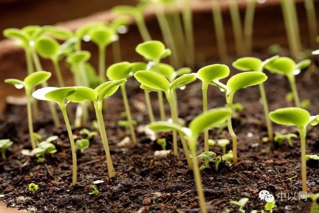 以色列种植什么_以色列种植致富_以色列种植技术