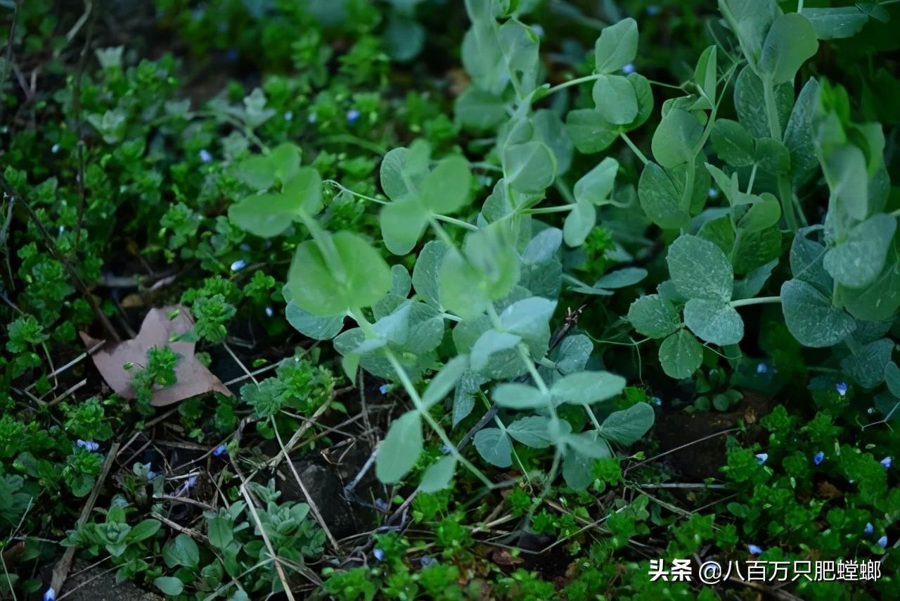 象皮树的养殖方法和注意事项有_象皮树怎么养才能更旺盛_象皮树盆栽养殖技术