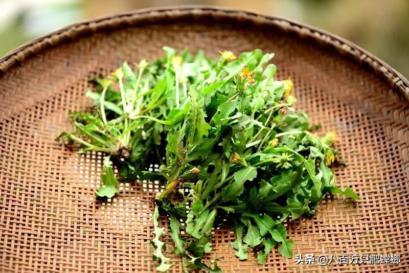 象皮树盆栽养殖技术_象皮树怎么养才能更旺盛_象皮树的养殖方法和注意事项有