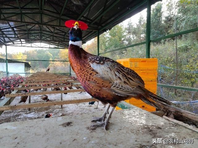 养殖大全山鸡技术视频_山鸡养殖技术视频教程_山鸡养殖技术大全