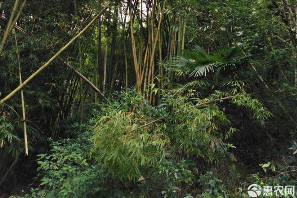 北方种植的竹子品种有哪些？