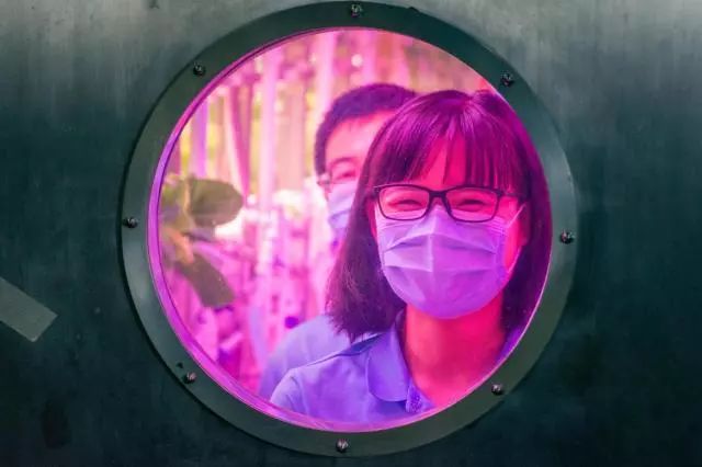 黄粉虫可以喂面包吗_面包黄粉虫的养殖技术_面包虫和黄粉虫有什么区别了